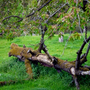 Tronc d'arbre mort recouvert de mousse sous une branche - Belgique  - collection de photos clin d'oeil, catégorie paysages